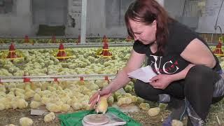 Day 1 Poultry Grow Details  Sazon Poultry Farm  First Day Chicks Full Details