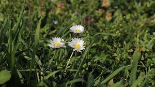 Frühlingsspaziergang mit leichtem Gepäck