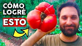 TOMATO GROWING TRICKS HOW TO GROW BIGGER AND BETTER TOMATOES EN ESPAÑOL