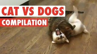 Cats vs Dogs The Ultimate Fight Battle