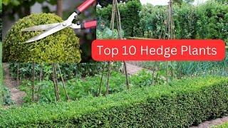 Top 10 Hedge used in Landscaping in India  tips and tricks for perfect hedging