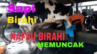 Ciri - Ciri Sapi Birahi  Minta Kawin 