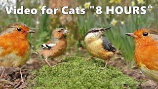 Cat Entertainment  Video and Bird Sounds for Cats * The Ultimate 8 HOURS *