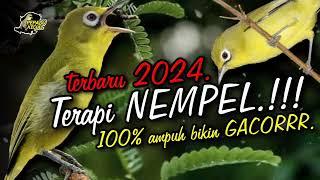 Terapi Kecial Kuning NEMPEL Terbaru 2024‼️Ampuh Bikin Kecial Cepat NEMPEL GACOR‼️ PEPADU KECIAL