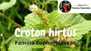 Croton hirtus planta tropical invasora - Familia Euphorbiaceae