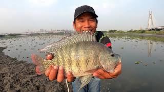 NGGA nyangka  menjala ikan nila  di sungai seperti ini hasilnya Babon Babon semua cuma di pinggiran