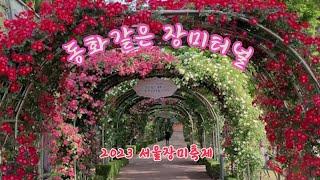 동화같은 장미터널 오롯이 즐기기  2023 서울장미축제   The fairytale-like rose tunnel  2023 Seoul Rose Festival