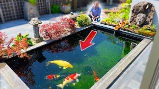 Small Koi Pond BIG Fish DIY Build