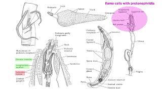 Phylum Rotifera Part 3 Subclade Acanthocephala Parasitic Spiny-Headed Worms