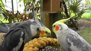 30 Minutes of Aviary. Uninterrupted Narration Free @ The Pheasantasiam Cockatiels Doves Quail