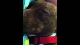 Pitbull snoring