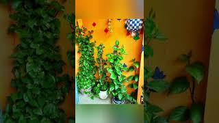 Best Indoor PlantIndoor Money Plant Decoration Ideas