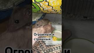 Дикий крысëнок подрастает.  Меняем клетку ныряем в кашу.  #wildrats #cuterats #like  #животные