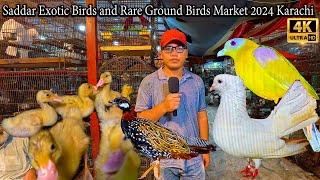 Saddar Birds Market Ground Birds Rare and Unique Birds 2024 Karachi Latest Updates