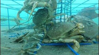 Oregon Crabbing - underwater Gopro video