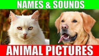 ANIMAL PICTURES for Babies - With Sounds and Names