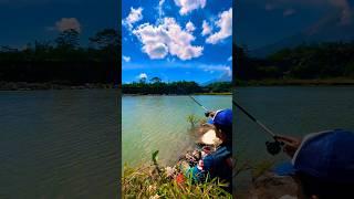 Mancing Ikan Zebra di Kaki Gunung Merapi #shorts