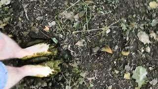 Boy walk barefoot in cow dung #5