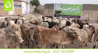 Qurbani Appeal 2020 Yemen - Mercy Relief