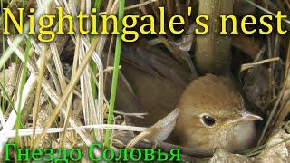 Гнездо Cоловья  Nightingales nest  Usignolo maggiore