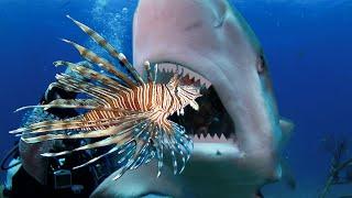 Teaching Sharks and Eels to Attack Invasive Lionfish