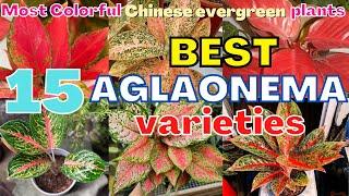 Top 15 Most Beautiful aglaonema Varieties  Most Colorful Stunning Chinese evergreen species