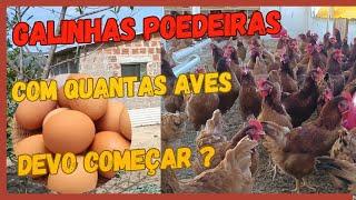 Com quantas aves começar uma criação de galinhas poedeiras e ter algum lucro?