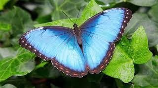 HISTORIA DE LA METAMORFOSIS DE LA MARIPOSA MORPHO AZUL