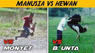 KOCAK Kumpulan Video Manusia Vs Hewan