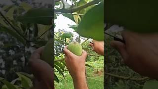 Amazing Mango Harvesting  #shots #satisfying #harvesting