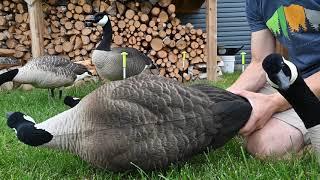 SX Decoys  Life Size Canada Geese Fully Flocked decoys overview and comparison