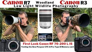 WILDLIFE PHOTOGRAPHY  Low Light Woodland Hide  Using the Canon R3 & R7  Canon RF 70-200 F4 L IS