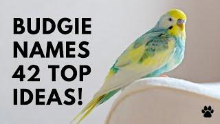 Budgie Names - 42 TOP Ideas Parakeet & Budgerigar  Names