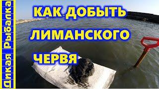 Как и где копать нереиса? Как самому добыть лиманского червя? Дикая рыбалка на пеленгаса