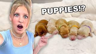 Our dog is having PUPPIES *EMOTIONAL*