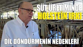 Süt Üretiminde Holstein Irkı  Dil Döndürmenin Nedenleri