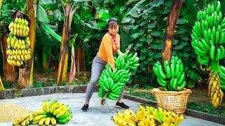 Harvesting Wild Bananas and Banana Flowers Goes To Market Sell - Daily life  New Free Bushcraft