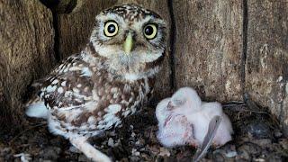 Three Tiny Little Owl Chicks Hatch  Discover Wildlife  Robert E Fuller