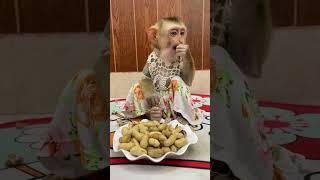 Cute Litte Girl Marry Eat Peanuts