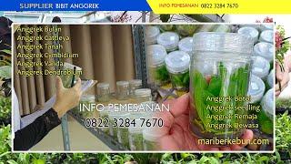 WA 0822 3284 7670 Jual bibit anggrek botol