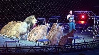 Ringling Brothers Big Cats Tigers and Lions show