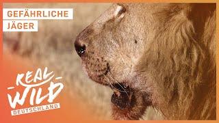 Ganze Doku - Die gefährlichsten Tiere der Welt  Real Wild Deutschland