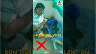 Money Plant டா Aquarium Tank ல Use பண்ண கூடாதா ⁉️  #goldenfish #aquarium #fishtank #experiment