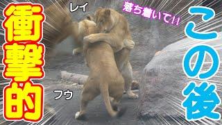 暴れるトラすっ飛んで行く父レイがフウを落ち着かせた方法が神旭山動物園のライオンさん