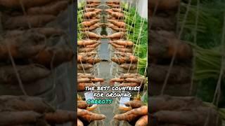 How long does it take to harvest carrots and which country is best to grow them?
