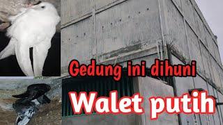 Gedung ini dihuni walet putih