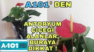 A101 Antoryum çiçeği bakımı nasıl yapılır? Flamingo çiçeği