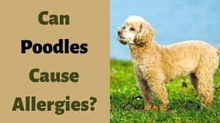 Are Poodles Hypoallergenic? Tips for Families with Allergies.