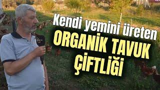 Kendi Yemini Üreten ORGANİK TAVUK ÇİFTLİĞİ - Kanatlı Alemi