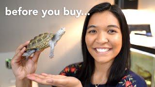 things you NEED to know BEFORE getting a turtle watch this before you buy one